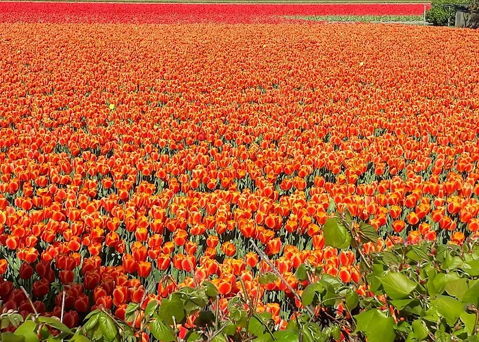 Restaurant De Engel Lisse